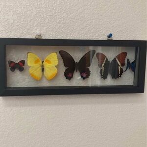 Sale! Framed butterfly art